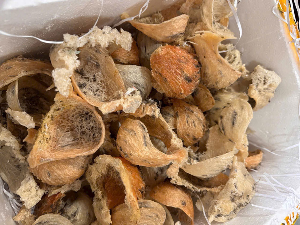 Tổ yến thô đảo loại đặc biệt